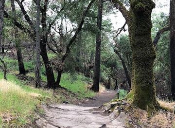 california/napa/attraction/the-petrified-forest