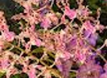 florida/cape-canaveral/attraction/orchid-shows-platinum-coast-orchid-society