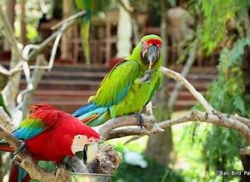 indonesia/bali/attraction/bali-bird-park
