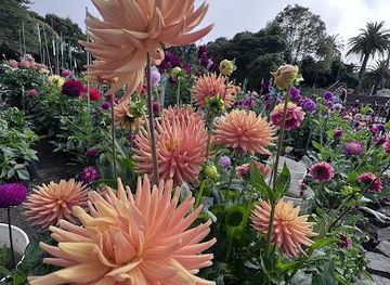 california/castro-valley/attraction/dahlia-garden