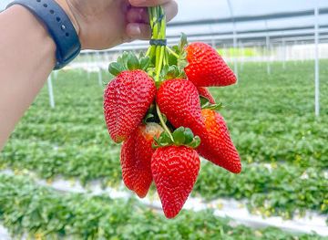 dominican-republic/constanza/attraction/dona-fresa