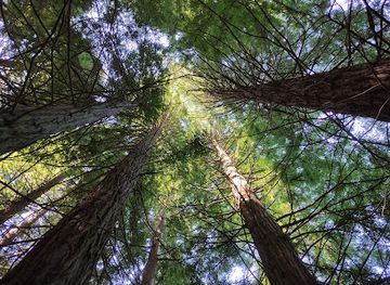 spain/cantabria/attraction/monumento-natural-de-las-secuoyas-del-monte-cabezon