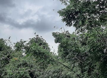 bangladesh/rangpur/attraction/taluk-upashu-bird-colony