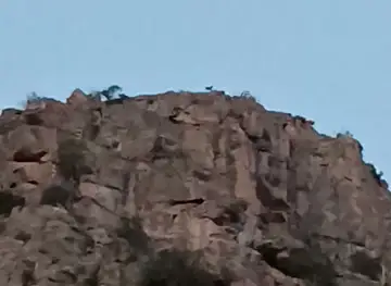 Բեզուարներ