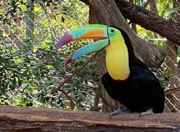 costa-rica/monteverde/attraction/centro-de-rescate-las-pumas