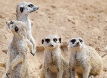 australia/northern-victoria/attraction/halls-gap-zoo