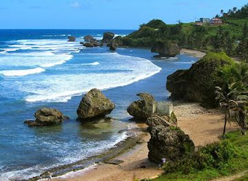 barbados/animal-flower-cave/attraction/barbados-wildlife-reserve