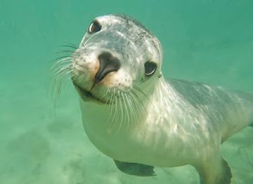 australia/north-east-south-australia/attraction/baird-bay-experience