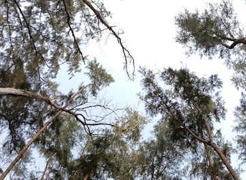 india/digha/attraction/new-digha-picnic-spot