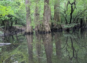 texas/golden-triangle/attraction/big-thicket-national-preserve
