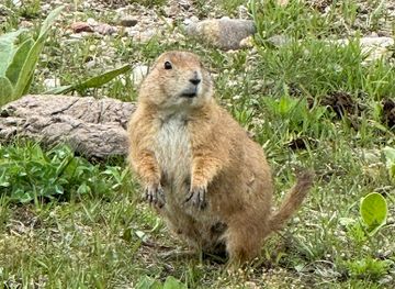 Prairie Dog Town