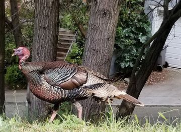 california/east-bay/attraction/ostrander-park