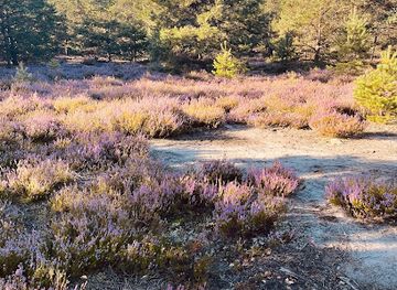 poland/masovia/attraction/wrzosowisko