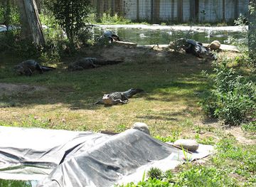 michigan/southeast-michigan/attraction/critchlow-alligator-sanctuary