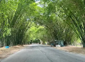 Holland Bamboo