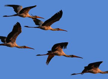 botswana/makgadikgadi-pans-national-park/attraction/nata-bird-sanctuary