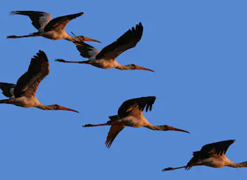Nata Bird Sanctuary