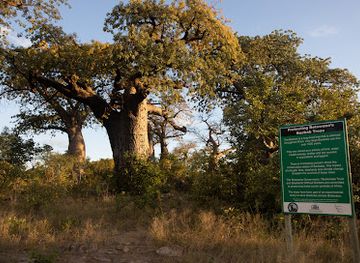 botswana/linyanti-wildlife-reserve/attraction/baobab-gallery