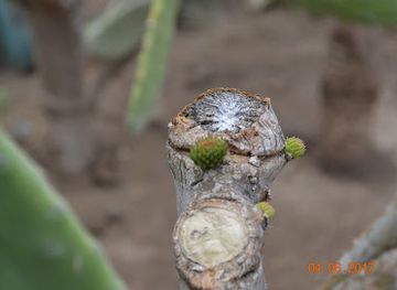 bulgaria/balchik/attraction/gradinabotanicabalcik