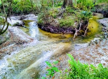 florida/santa-fe-river/attraction/loblolly-woods-nature-park