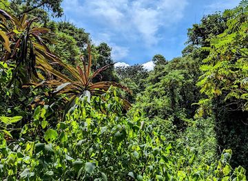 tanzania/mbeya/attraction/mount-rungwe-nature-forest-reserve