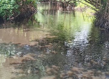 trinidad-and-tobago/nariva/attraction/nariva-swamp-eco-tours