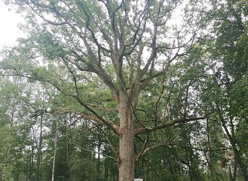 estonia/hiiumaa-island/attraction/looduskaitsealune-vanaselja-tamm