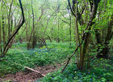 united-kingdom/cambridgeshire/attraction/hayley-wood-nature-reserve