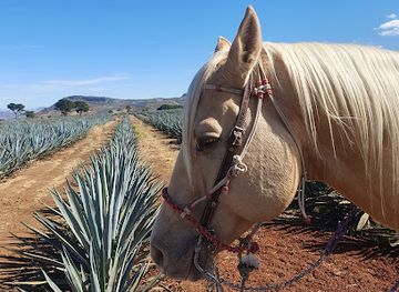 mexico/guadalajara/attraction/tequila-en-la-piel