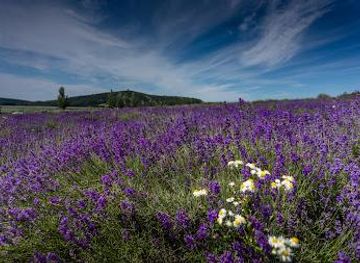hungary/veszprem/attraction/lavender-field