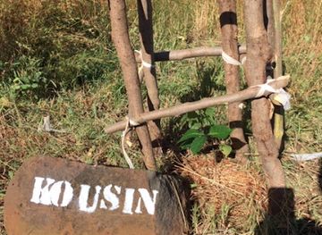 madagascar/diego-suarez/attraction/baobab-a-suarezensis-syljosmipr