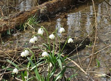 slovakia/zemplinska-sirava/attraction/npr-jovsianska-hrabina