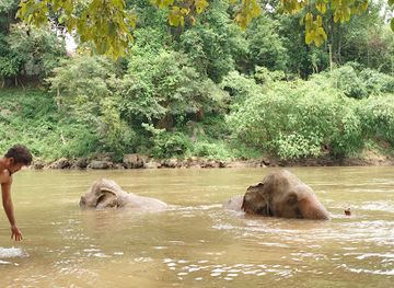 thailand/erawan-national-park/attraction/elephant-haven-thailand