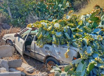 greece/santorini/kamari/attraction/there-once-was-a-pretty-cactus-car