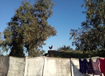 morocco/gharb/attraction/foret-du-gharb