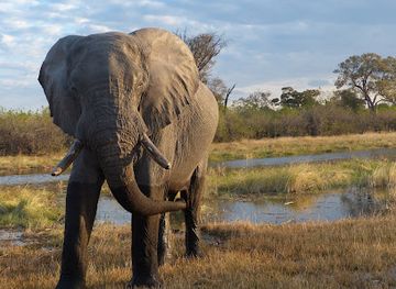 botswana/maun/attraction/wayei-safaris