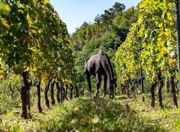 italy/pisa/attraction/podere-concori