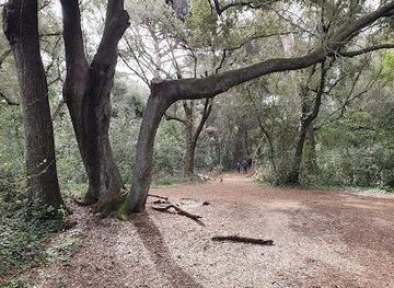 vatican-city/passetto-di-borgo/attraction/pineta-di-castel-fusano