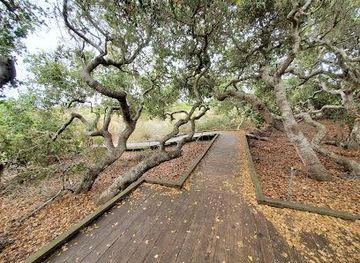 california/pismo-beach/attraction/el-moro-elfin-forest