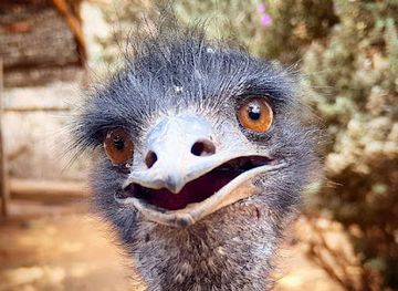 israel/ra-anana/attraction/pinat-hai-park-ranana