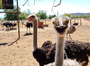 south-africa/route-62/attraction/highgate-ostrich-show-farm