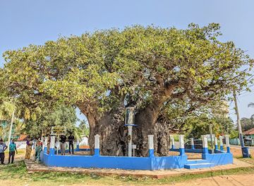 sri-lanka/kilinochchi-district/attraction/baobab-tree-pallimunai-mannar-sri-lanka
