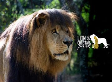 zimbabwe/mashonaland-central/attraction/lion-park-harare