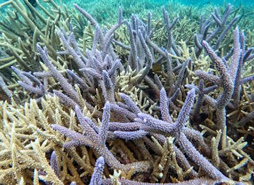 micronesia/koror/attraction/rose-garden-snorkeling
