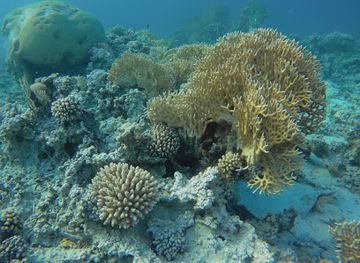 israel/red-sea-coral-reef/attraction/japanese-garden-snorkeling-site