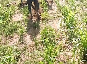 mali/koulikoro-region/attraction/koulikoro-voyant