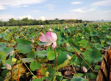 myanmar-burma/kyaiktiyo-pagoda/attraction/lotus-lake