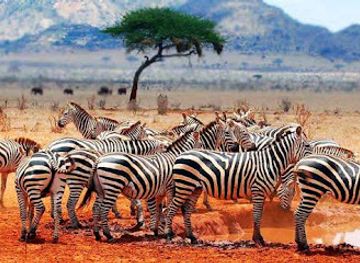 tanzania/mwanza/attraction/birdafrica