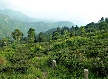 india/darjeeling/attraction/makai-bari-tea-garden