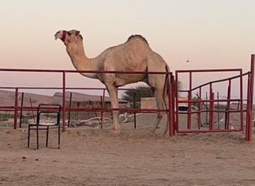 oman/ibri/attraction/azbat-baeer-alwadihi